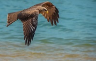 Vogel Sao Tome en Principe
