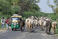 Koeien Tuktuk India