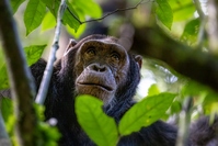 Kibale Chimpansee Oeganda