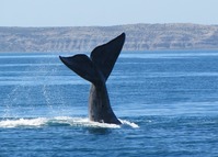 Argentinië Djoser rondreizen Valdés walvissen schiereiland