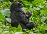 Gorilla Bwindi Oeganda Uganda