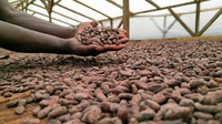 Cacao bonen Sao Tome en Principe