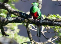 	Quetzal Vogel Cost Rica