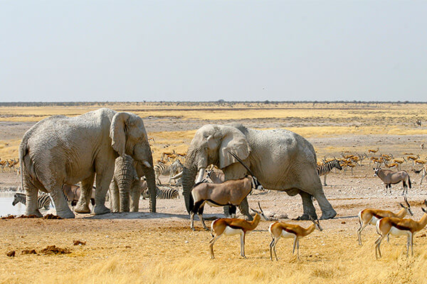 Rondreis Namibië, Botswana Victoriawatervallen, 21 dage